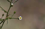 Canadian horseweed